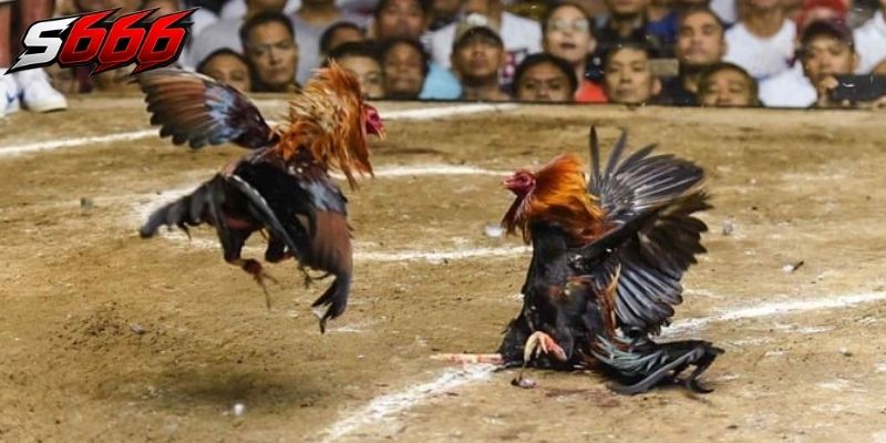 Sảnh cược đá gà s666 chú trọng về hình ảnh sắc nét
