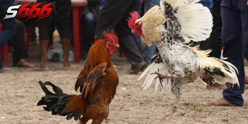 Người chơi cần quan sát biểu hiện của chiến kê trước trận đấu